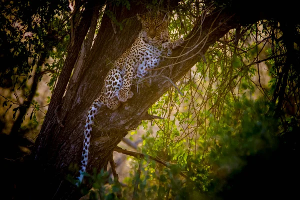 Léopard Sur Arbre Dans Parc National Kruger Afrique Sud — Photo