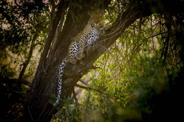 Luipaard Een Boom Kruger Nationaal Park Zuid Afrika — Stockfoto