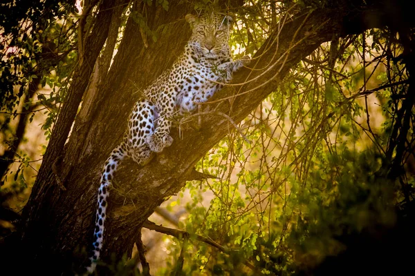 Leopardo Uma Árvore Parque Nacional Kruger África Sul — Fotografia de Stock