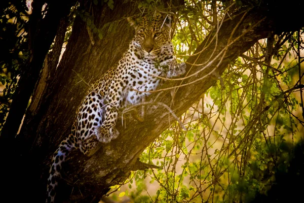 Леопард Дереве Национальном Парке Крюгер Юар — стоковое фото