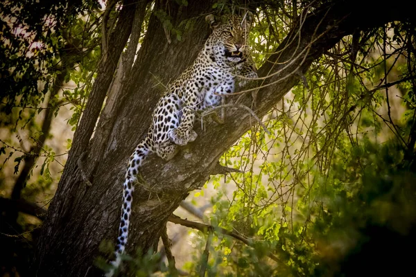 Léopard Sur Arbre Dans Parc National Kruger Afrique Sud — Photo