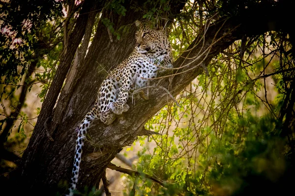 Luipaard Een Boom Kruger Nationaal Park Zuid Afrika — Stockfoto