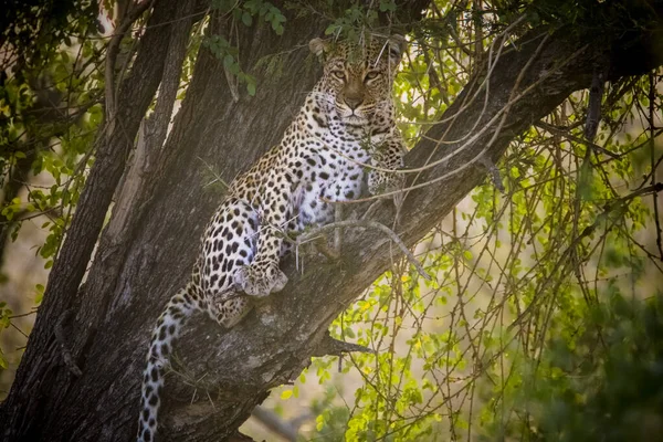 Léopard Sur Arbre Dans Parc National Kruger Afrique Sud — Photo