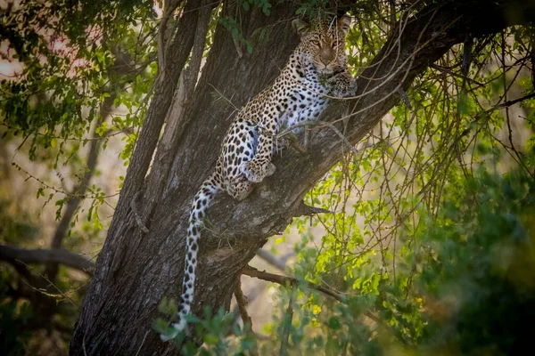 Luipaard Een Boom Kruger Nationaal Park Zuid Afrika — Stockfoto