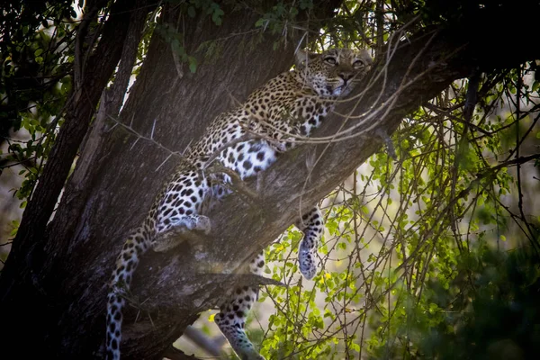 Luipaard Een Boom Kruger Nationaal Park Zuid Afrika — Stockfoto