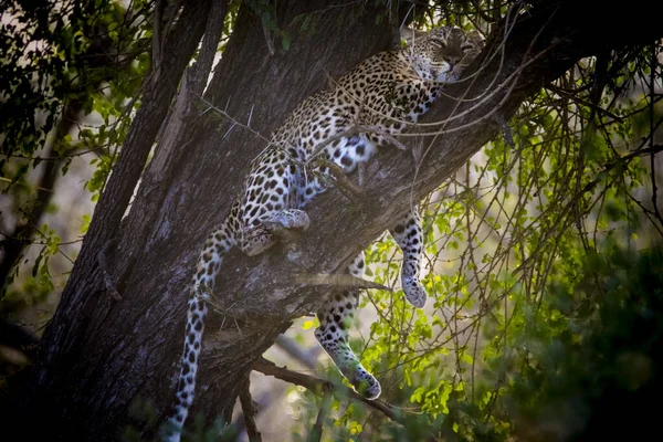 南非克鲁格国家公园一棵树上的豹 — 图库照片