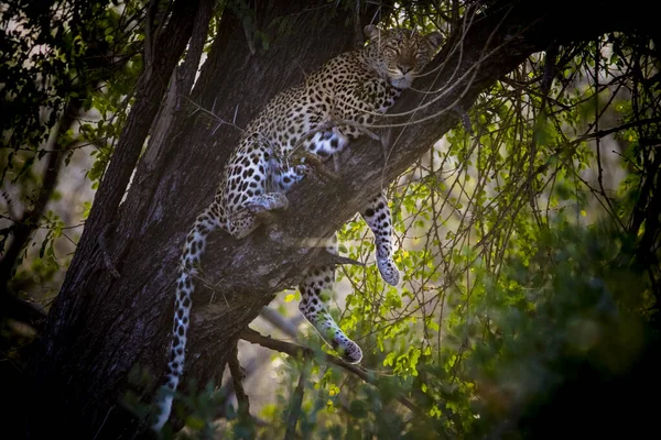Leopard Ett Träd Kruger Nationalpark Sydafrika — Stockfoto