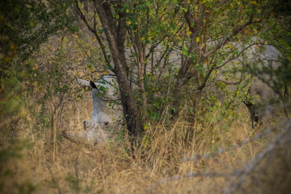 코뿔소 코뿔소 남아프리카 공화국의 크루거 — 스톡 사진