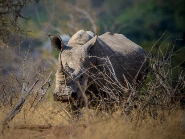 Nashorn Breitmaulnashorn Krüger Nationalpark Südafrika — Stockfoto