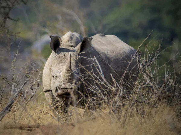 Носоріг Білий Носоріг Національний Парк Крюгер Південній Африці — стокове фото