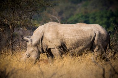 Gergedan, gergedan, Güney Afrika Kruger Ulusal Parkı