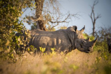 Gergedan, gergedan, Güney Afrika Kruger Ulusal Parkı