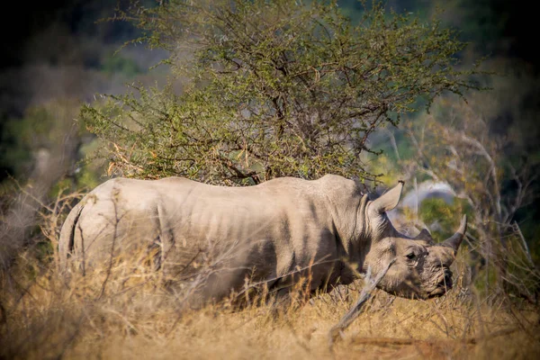 Носоріг Білий Носоріг Національний Парк Крюгер Південній Африці — стокове фото