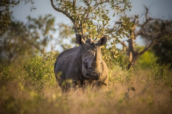Rhinoceros White Rhino Kruger National Park South Africa — Stock Photo, Image