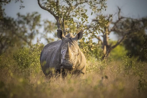 Rinoceronte Rinoceronte Branco Parque Nacional Kruger África Sul — Fotografia de Stock