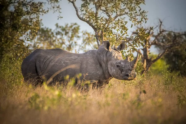 Rinoceronte Rinoceronte Blanco Parque Nacional Kruger Sudáfrica — Foto de Stock