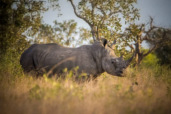 Rinoceronte Rinoceronte Branco Parque Nacional Kruger África Sul — Fotografia de Stock