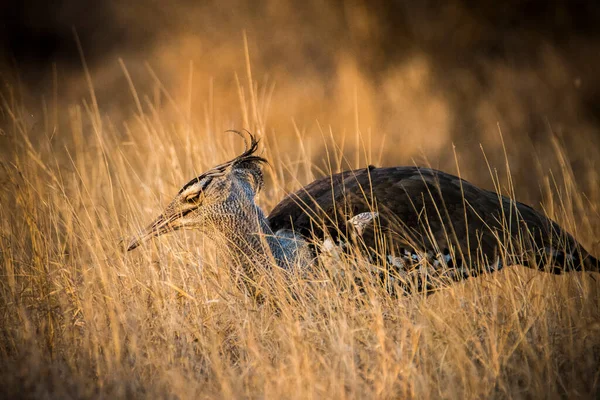 Kori Bustard Ardeotis Kori Dry Yellow Grass Morning Light — Stock Photo, Image