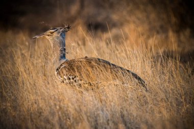 Kori bustard (Ardeotis kori) sabah vakti kuru sarı çimlerde.