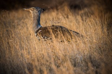 Kori bustard (Ardeotis kori) sabah vakti kuru sarı çimlerde.