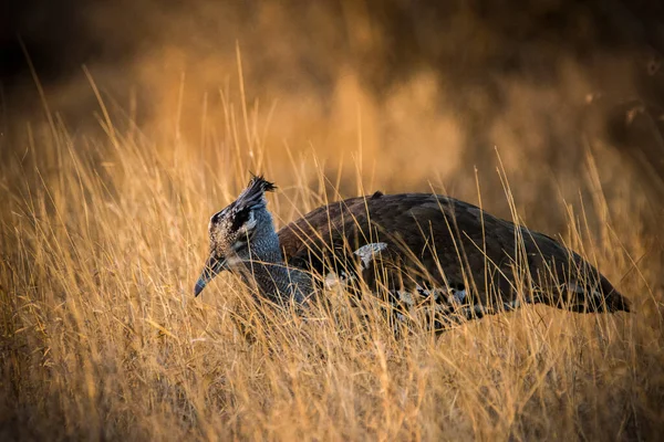 Kori Bustard Ardeotis Kori Dry Yellow Grass Morning Light — Stock Photo, Image