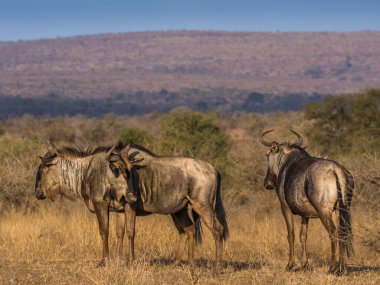 Kruger Ulusal Parkı 'ndaki Mavi Antilop.