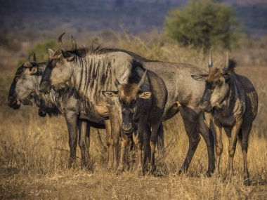 Kruger Ulusal Parkı 'ndaki Mavi Antilop.