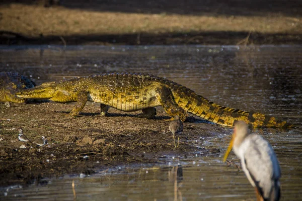 Crocodile Nil Crocodylus Niloticus Dans Parc National Kruger Afrique Sud — Photo