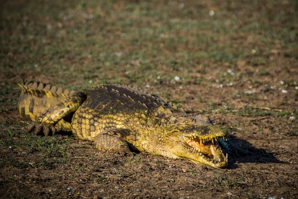 크루거 공원의 나일악어 Crocdylus Niloticus 남아프리카 공화국 — 스톡 사진