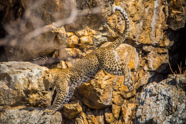 Leopardungar Några Klippformationer — Stockfoto