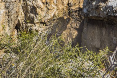 Leopar yavruları bazı kaya oluşumlarında.