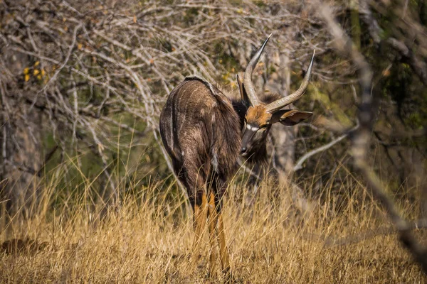 Mooie mannelijke nyala antilope in Kruger National Park, Zuid-Afrika — Stockfoto