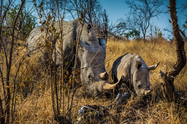Familia Rinoceronte Parque Nacional Kruger — Foto de Stock
