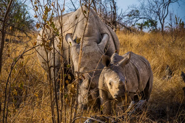 Родина Носорогів Національному Парку Крюгер — стокове фото