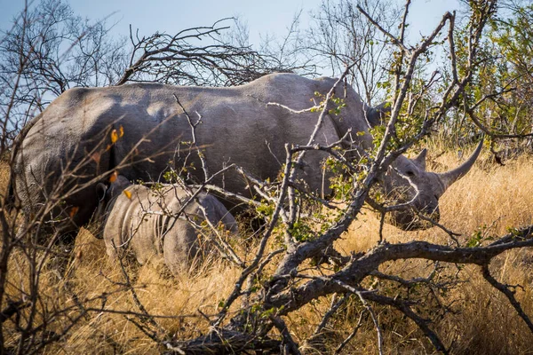 Nashorn Familie Krüger Nationalpark — Stockfoto