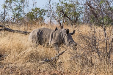 Kruger Ulusal Parkı 'ndaki gergedan ailesi.