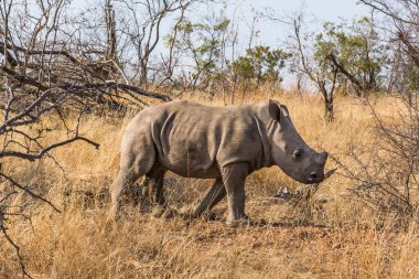 Kruger Ulusal Parkı 'ndaki gergedan ailesi.