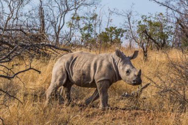 Kruger Ulusal Parkı 'ndaki gergedan ailesi.