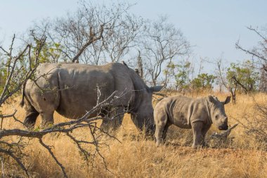 Kruger Ulusal Parkı 'ndaki gergedan ailesi.
