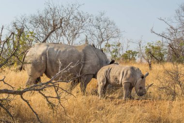 Beyaz gergedan, Ceratotherium simum, Kruger Ulusal Parkı 'nda.