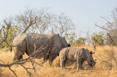 Beyaz gergedan, Ceratotherium simum, Kruger Ulusal Parkı 'nda.