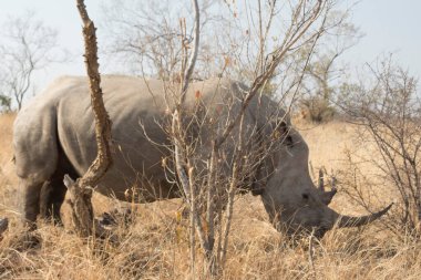 Beyaz gergedan, Ceratotherium simum, Kruger Ulusal Parkı 'nda.