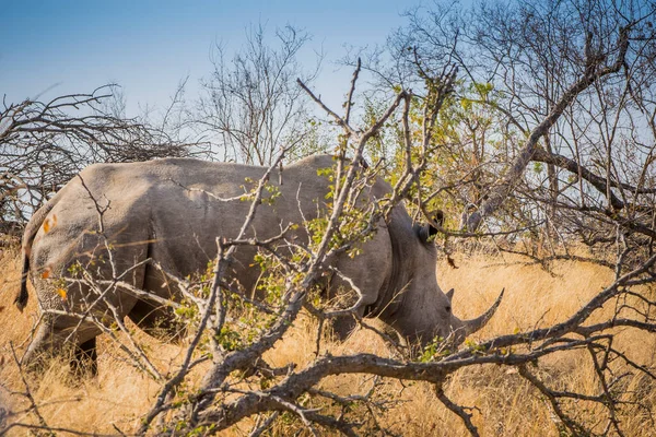 Familia Rinoceronte Parque Nacional Kruger — Foto de Stock