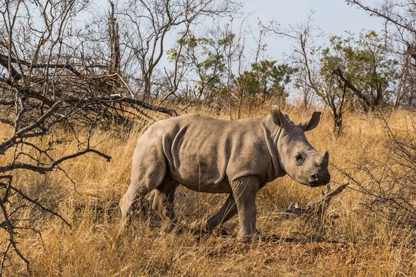 Nashorn Familie Krüger Nationalpark — Stockfoto