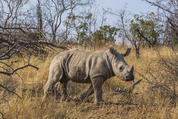 Родина Носорогів Національному Парку Крюгер — стокове фото
