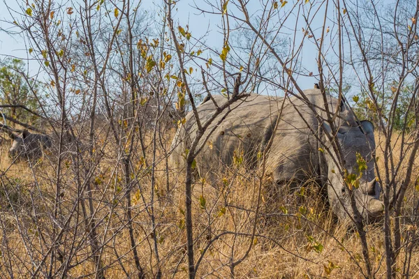 Rhinocéros blanc, Ceratotherium simum, dans le parc national Kruger. — Photo