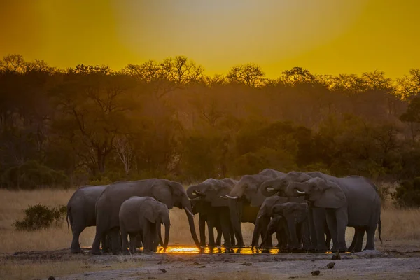 African Elephants Standing Pound Sunset — Stock Photo, Image