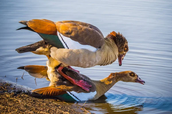 Amor Ganso Egípcio Alopochen Aegyptiaca — Fotografia de Stock