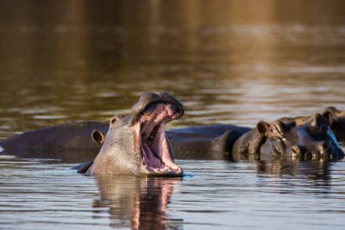 Hippo kocaman çene ve dişlerini gösteriyor, Güney Afrika