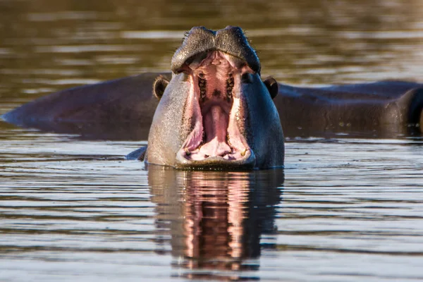 Hipopopotam Pokazuje Ogromne Szczęki Zęby Republika Południowej Afryki — Zdjęcie stockowe